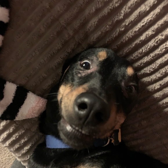 Meet your Posher, Amber - Picture 3 of 3